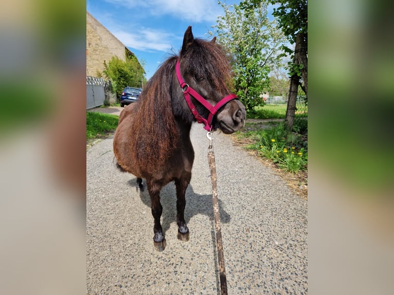 Mini poney Shetland Jument 12 Ans 80 cm Bai in Kitzingen
