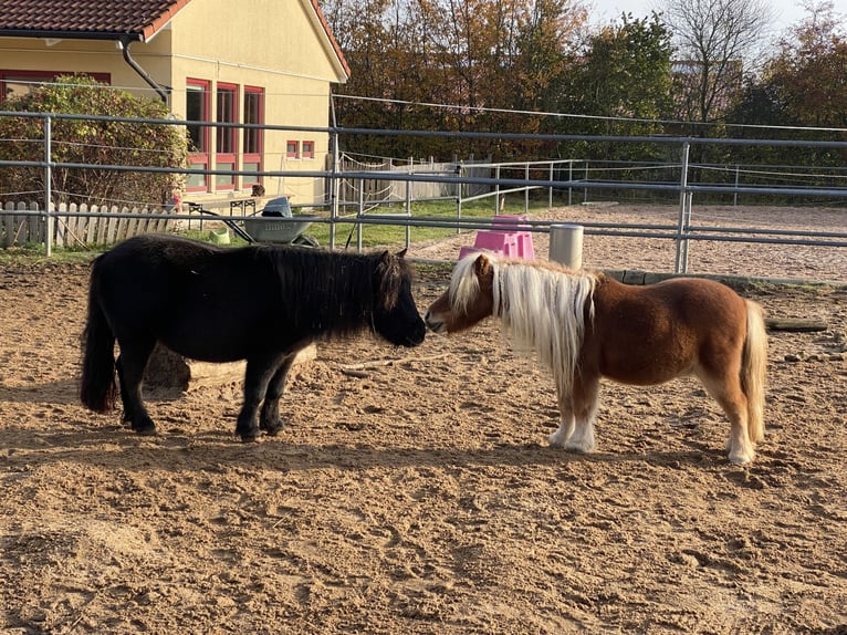 Mini poney Shetland Jument 12 Ans 80 cm Bai in Kitzingen