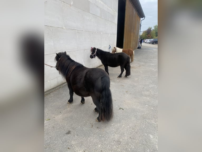 Mini poney Shetland Jument 12 Ans 80 cm Bai in Kitzingen