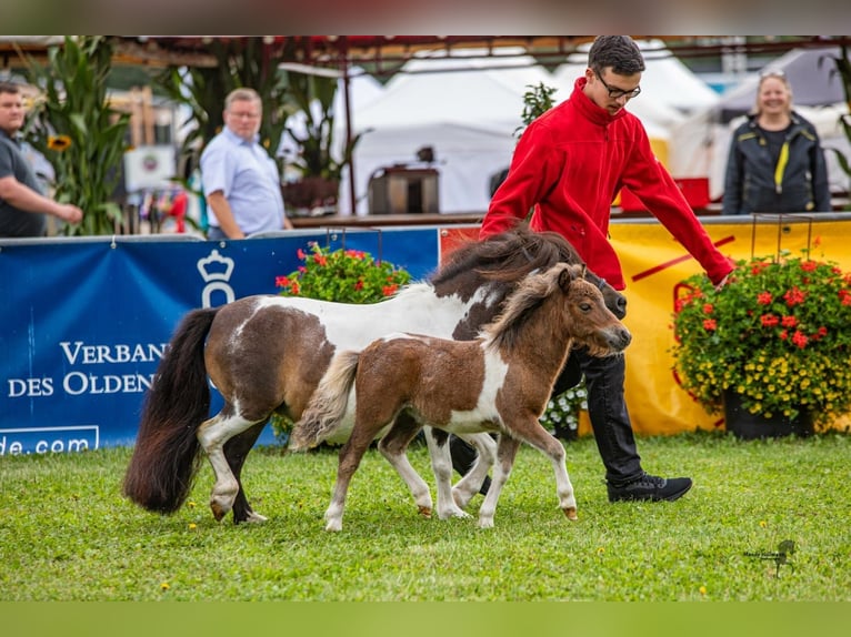 Mini poney Shetland Jument 12 Ans 86 cm Pinto in Großenkneten