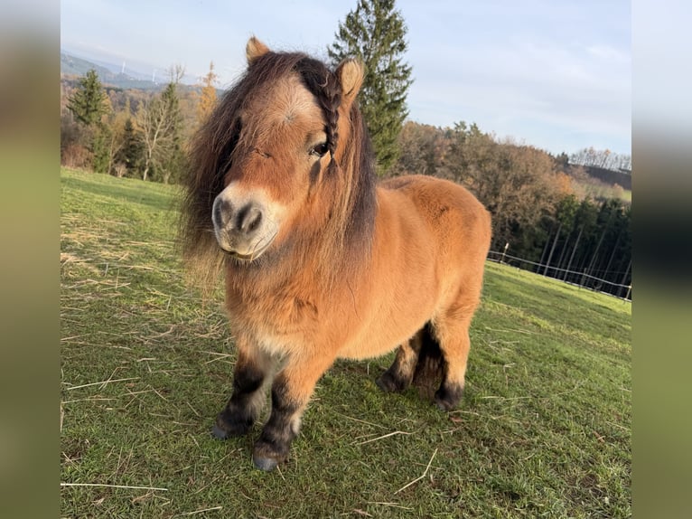 Mini poney Shetland Jument 13 Ans 86 cm Palomino in Kronach