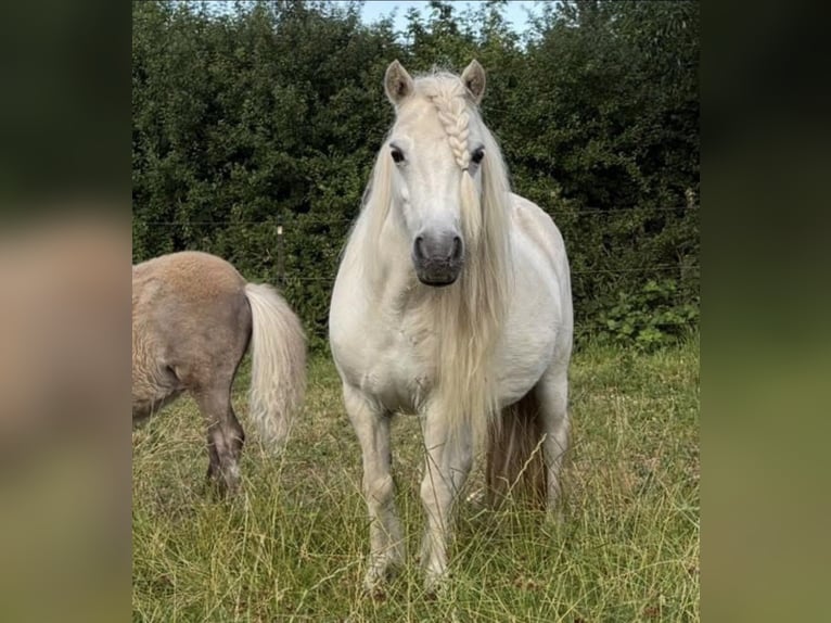 Mini poney Shetland Jument 13 Ans 86 cm Palomino in Kronach