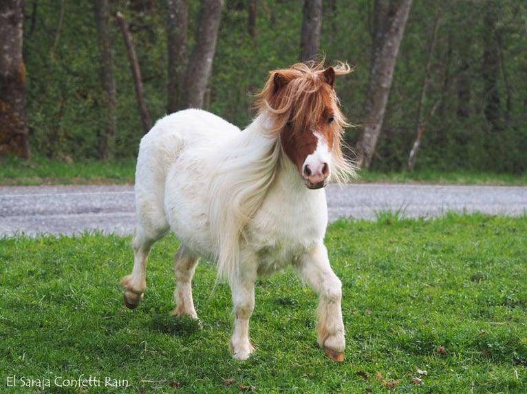 Mini poney Shetland Jument 13 Ans 86 cm Palomino in Kronach