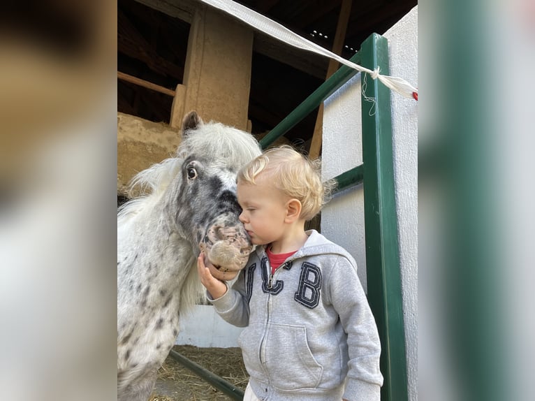 Mini poney Shetland Jument 13 Ans 87 cm Léopard in RappersdorfMühldorf