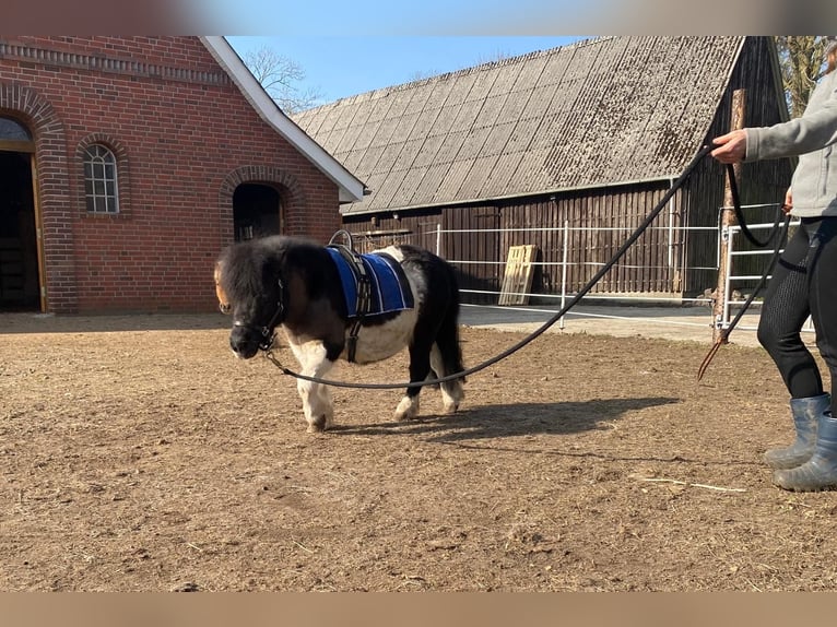 Mini poney Shetland Jument 13 Ans 87 cm Pinto in Ihlienworth