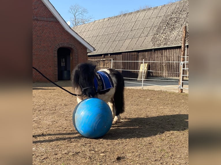 Mini poney Shetland Jument 13 Ans 87 cm Pinto in Ihlienworth