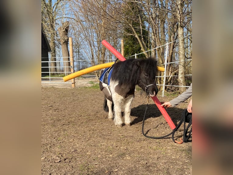 Mini poney Shetland Jument 13 Ans 87 cm Pinto in Ihlienworth