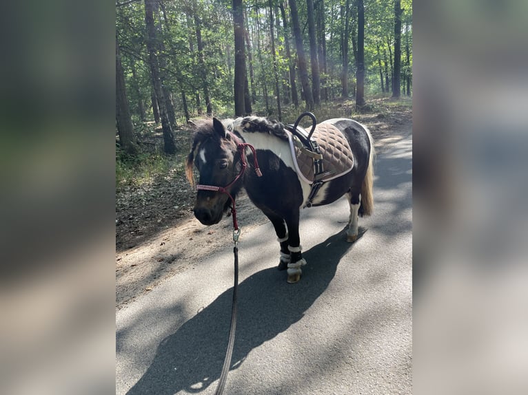 Mini poney Shetland Jument 14 Ans 81 cm Pinto in Rheine