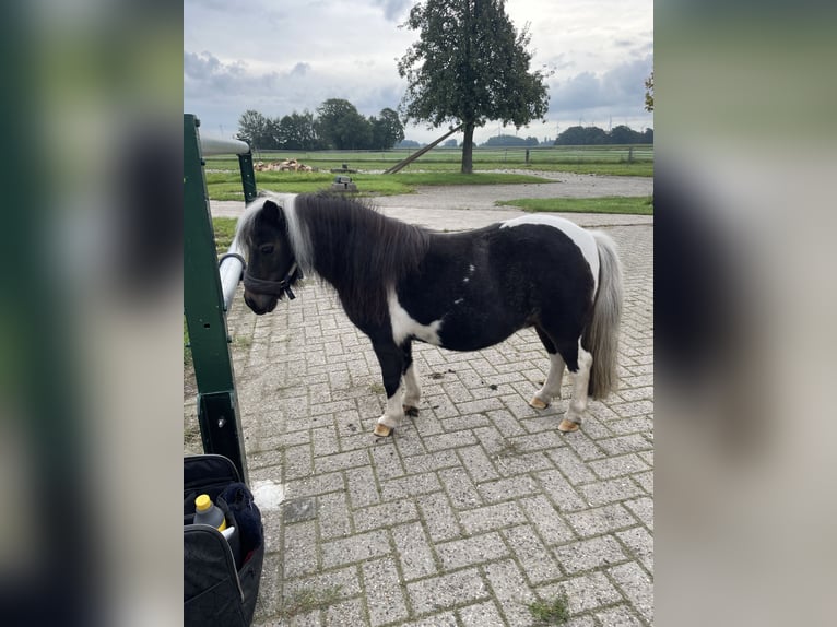 Mini poney Shetland Jument 14 Ans 81 cm Pinto in Rheine