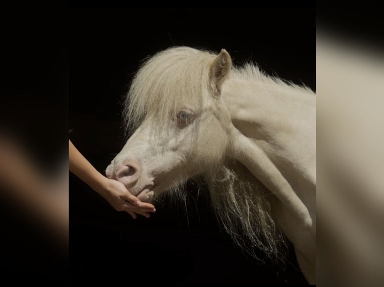Mini poney Shetland Jument 14 Ans 85 cm Cremello in Hinterstoder