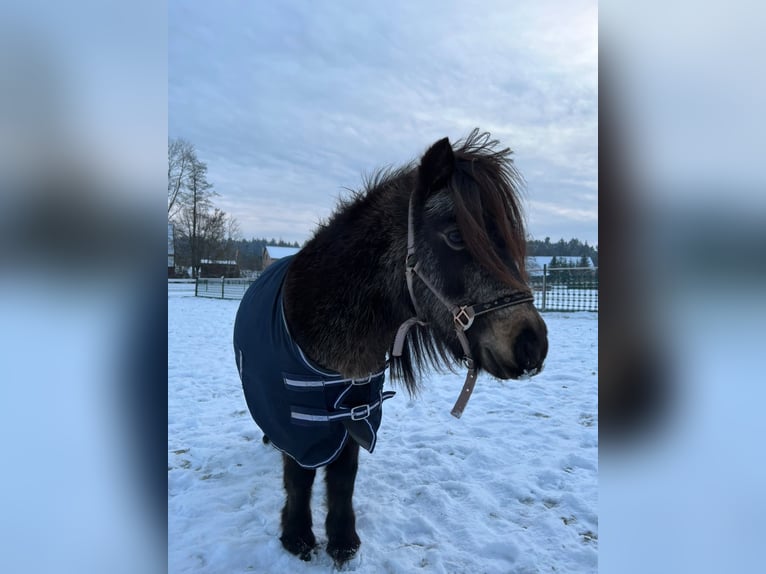 Mini poney Shetland Jument 14 Ans 86 cm Bai brun in Feuchtwangen