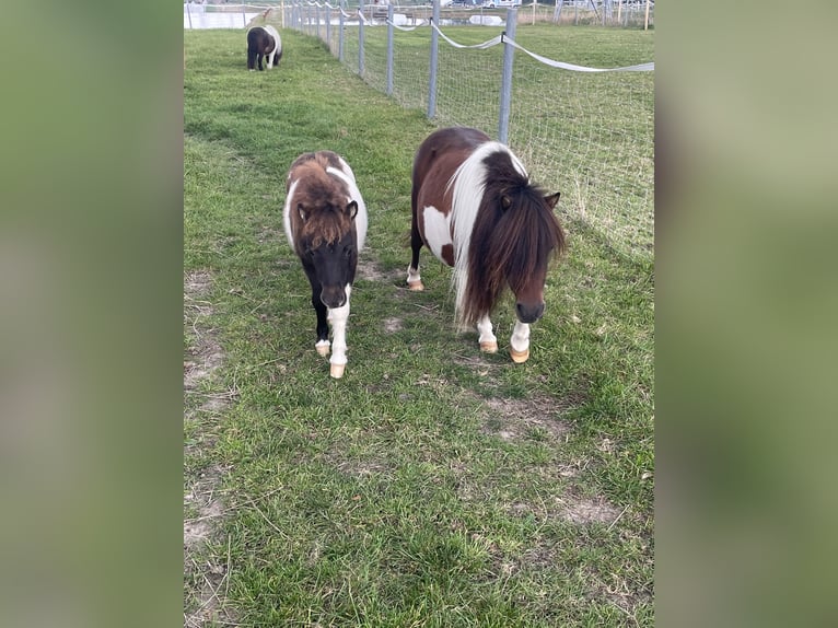 Mini poney Shetland Jument 14 Ans 86 cm Pinto in Fehmarn