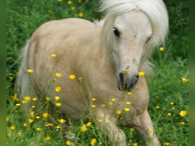 Mini poney Shetland Jument 15 Ans 86 cm Palomino in Olten