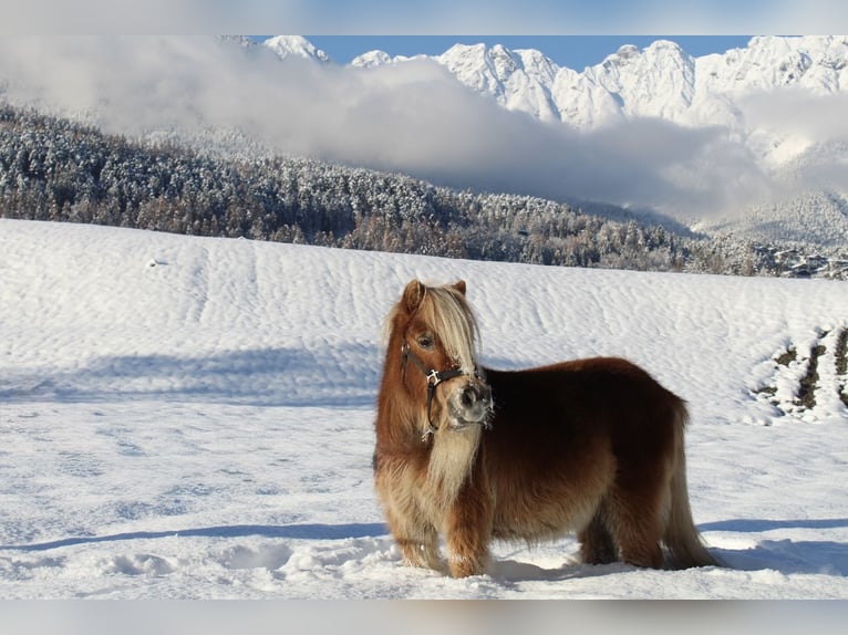 Mini poney Shetland Jument 15 Ans 87 cm Alezan in Zams