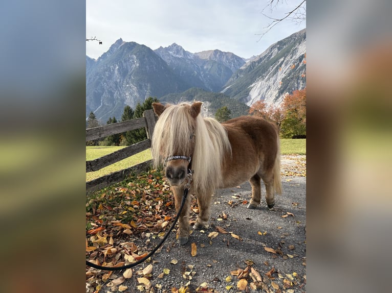 Mini poney Shetland Jument 15 Ans 87 cm Alezan in Zams