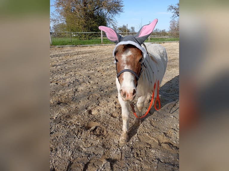 Mini poney Shetland Jument 16 Ans 89 cm in Amtzell