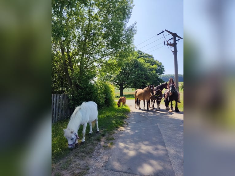 Mini poney Shetland Jument 17 Ans 95 cm in Bad Gandersheim