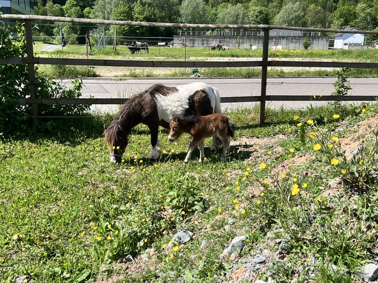 Mini poney Shetland Jument 18 Ans 84 cm Pinto in Sulzbach-Laufen