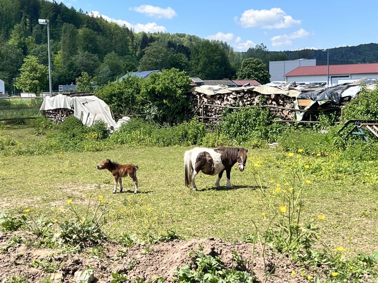 Mini poney Shetland Jument 18 Ans 84 cm Pinto in Sulzbach-Laufen