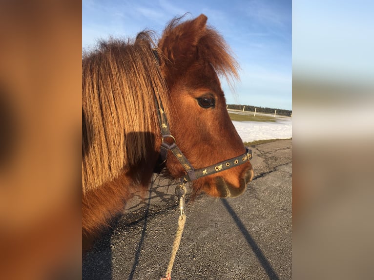 Mini poney Shetland Jument 18 Ans 86 cm in Freudenstadt