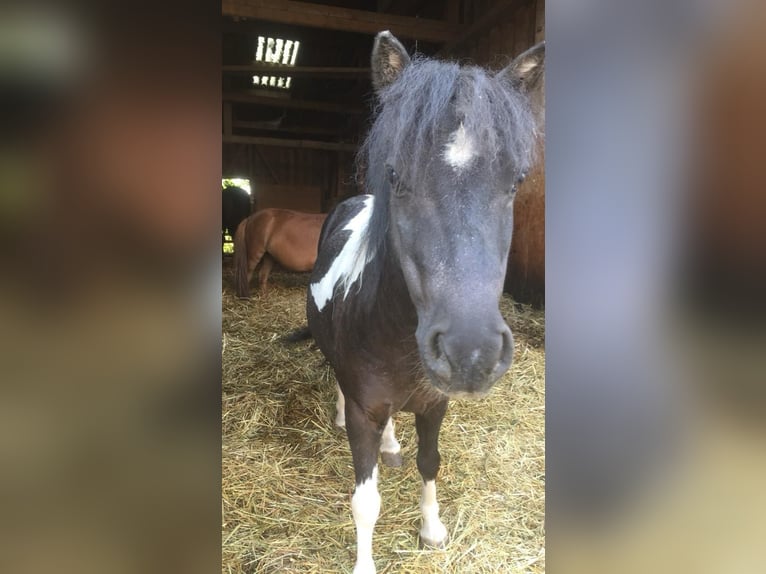 Mini poney Shetland Jument 18 Ans 86 cm in Freudenstadt