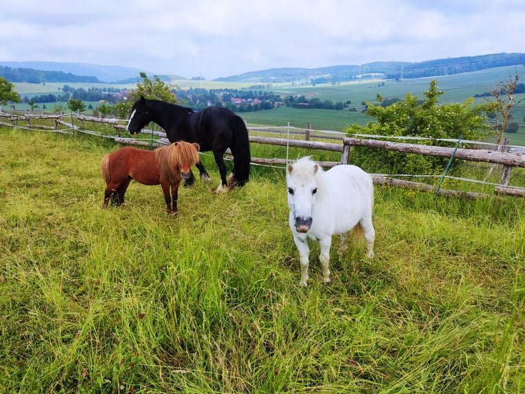 Mini poney Shetland Jument 18 Ans 95 cm in Bad Gandersheim