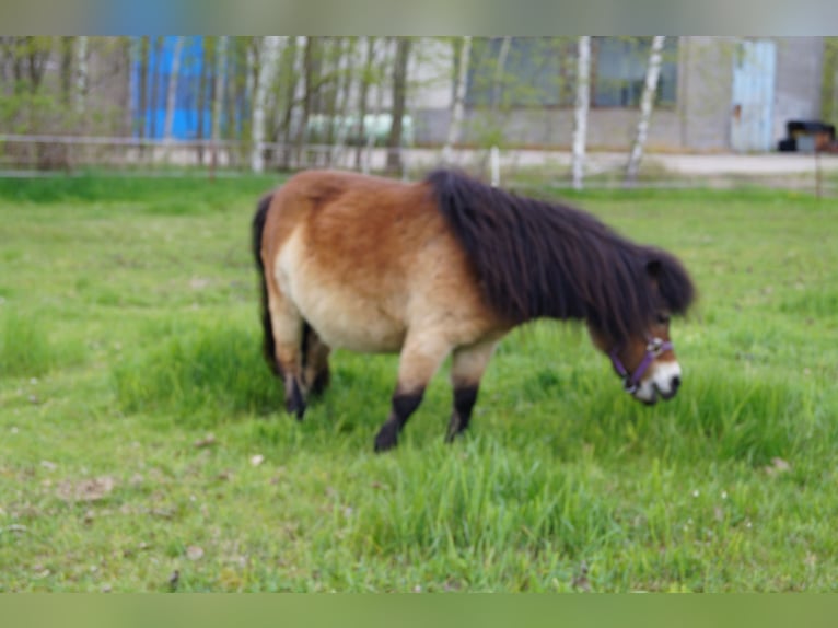 Mini poney Shetland Jument 19 Ans 82 cm Bai in Berthelsdorf