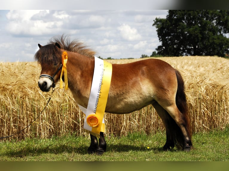 Mini poney Shetland Jument 19 Ans 82 cm Bai in Berthelsdorf