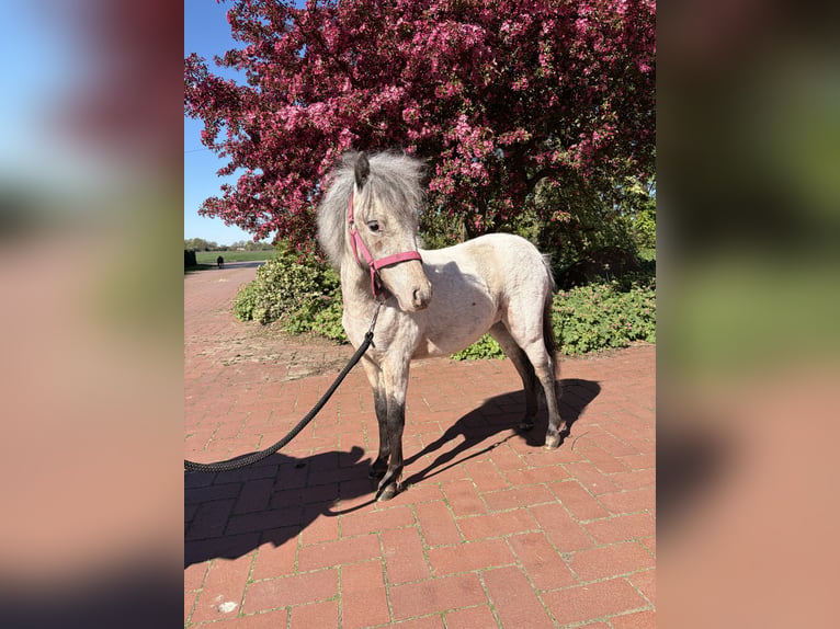 Mini poney Shetland Jument 1 Année 100 cm Léopard in Hüde