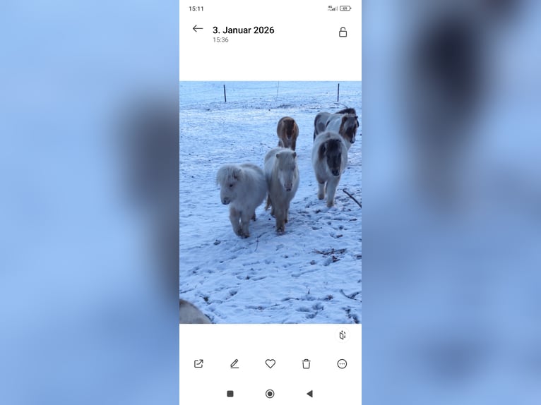 Mini poney Shetland Jument 1 Année 70 cm Palomino in Pfullendorf