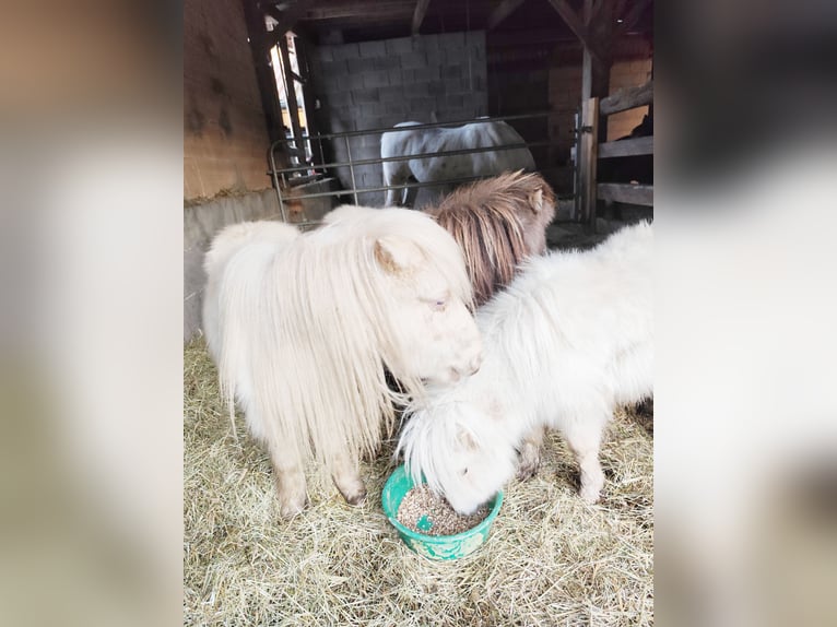 Mini poney Shetland Jument 1 Année 70 cm Palomino in Pfullendorf