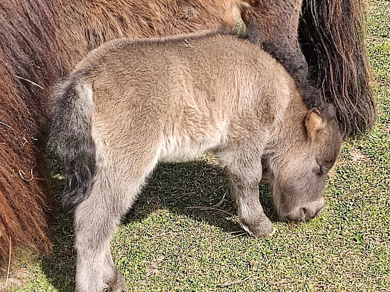 Mini poney Shetland Jument 1 Année 80 cm Noir in Mühlhausen