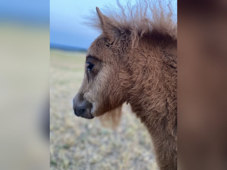 Mini poney Shetland Jument 1 Année 83 cm Alezan in Königsberg in Bayern