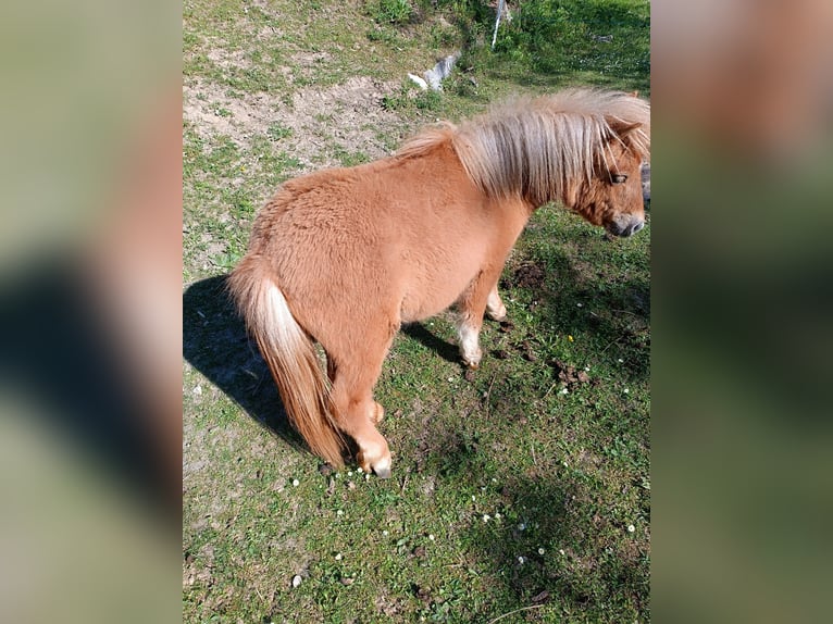 Mini poney Shetland Jument 1 Année 83 cm Isabelle in Wiesen