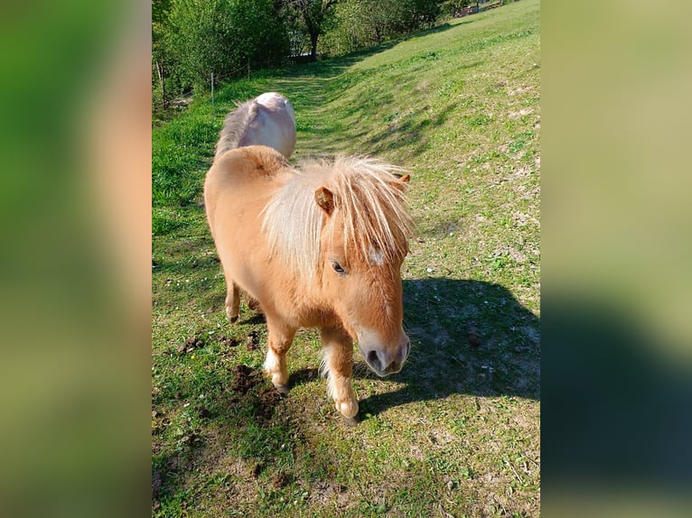Mini poney Shetland Jument 1 Année 83 cm Isabelle in Wiesen