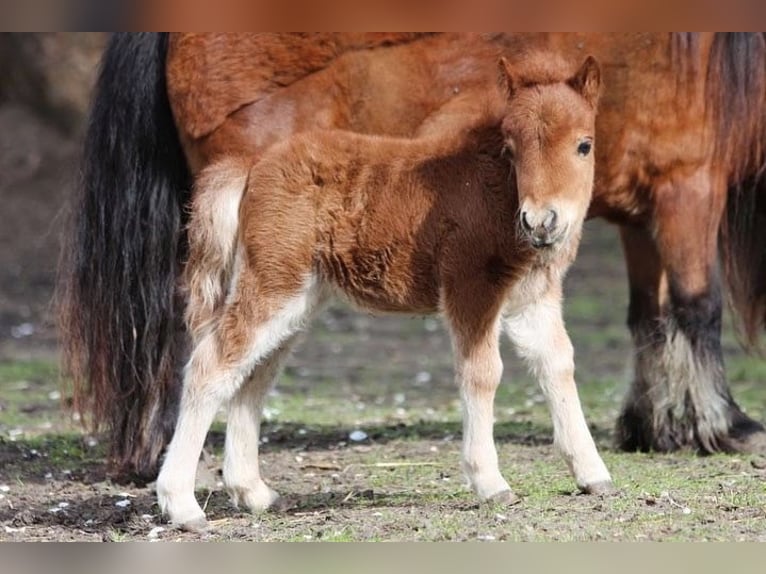 Mini poney Shetland Jument 1 Année 86 cm Alezan in Oberwölz