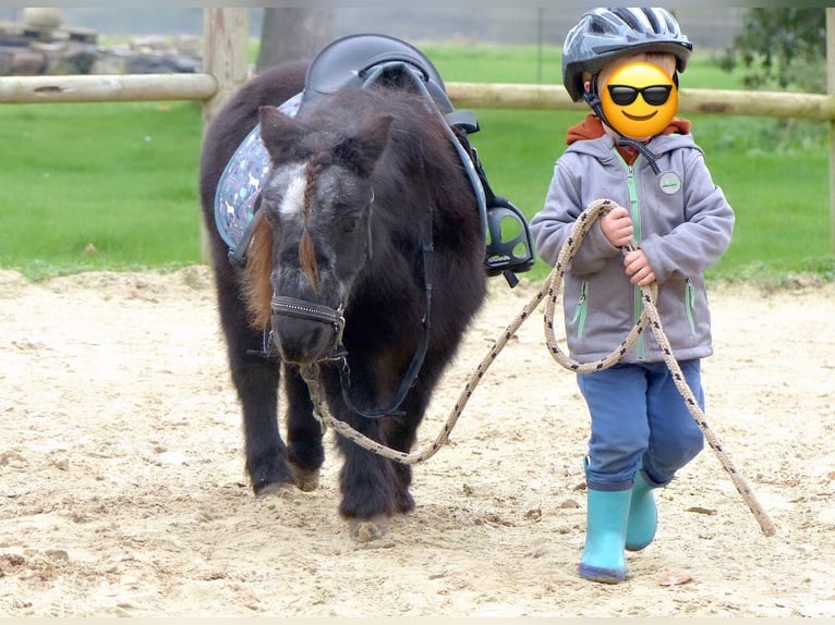 Mini poney Shetland Jument 21 Ans 85 cm Noir in Halle