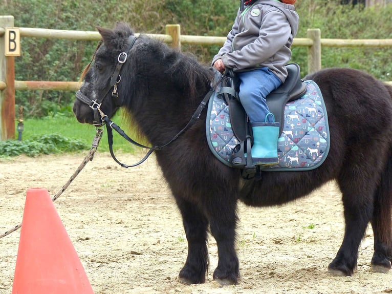 Mini poney Shetland Jument 21 Ans 85 cm Noir in Halle