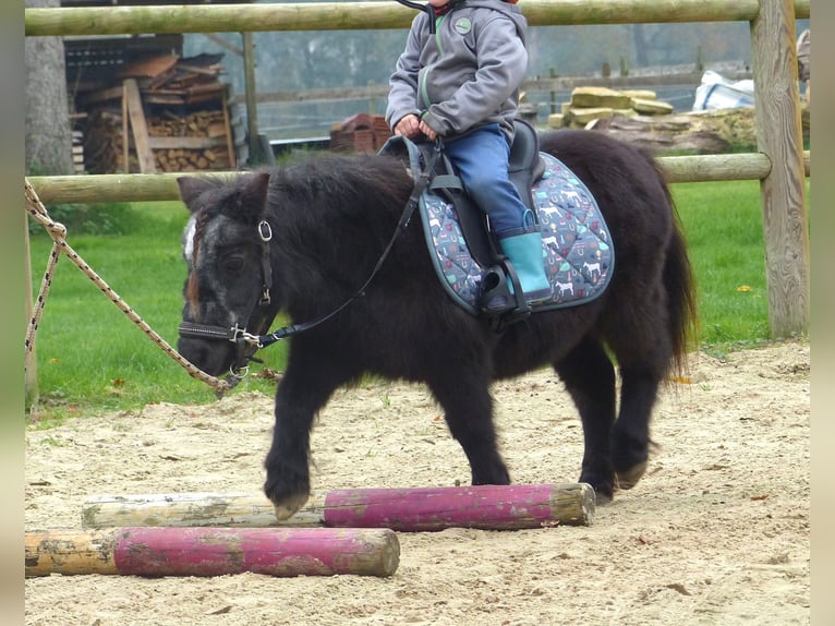 Mini poney Shetland Jument 21 Ans 85 cm Noir in Halle