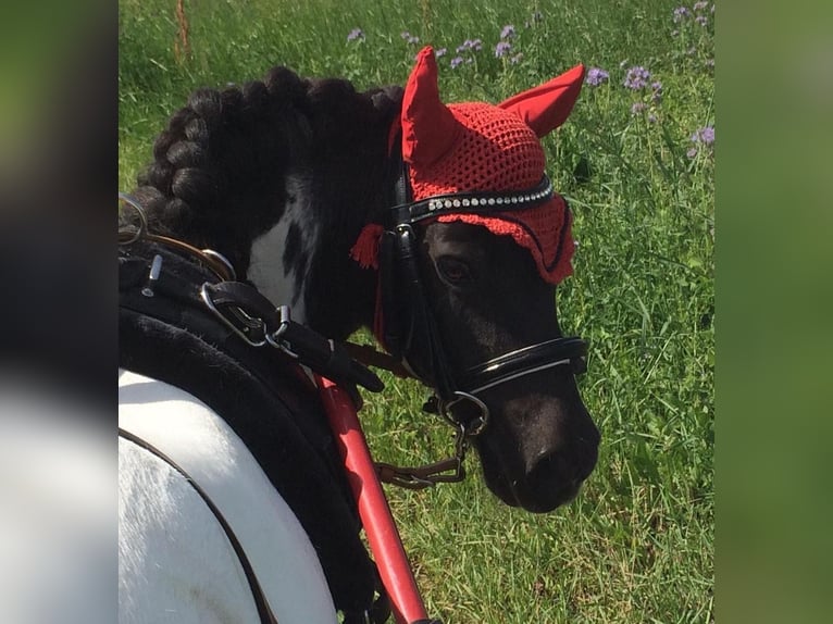 Mini poney Shetland Jument 23 Ans 85 cm Pinto in Bietigheim-Bissingen