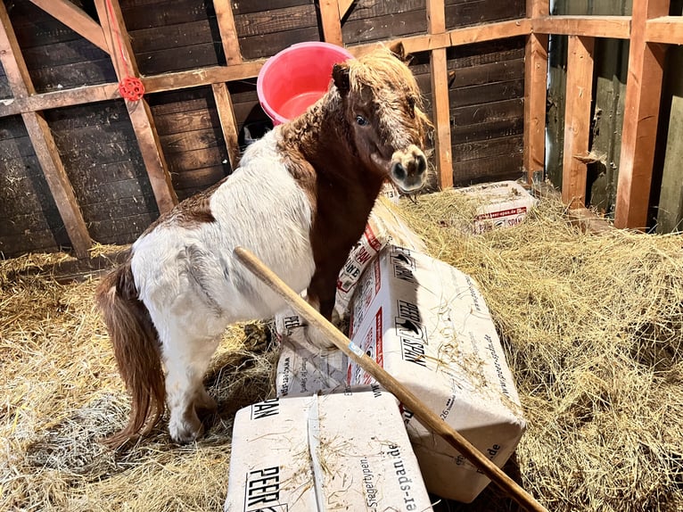 Mini poney Shetland Jument 23 Ans 85 cm Pinto in Schlichting