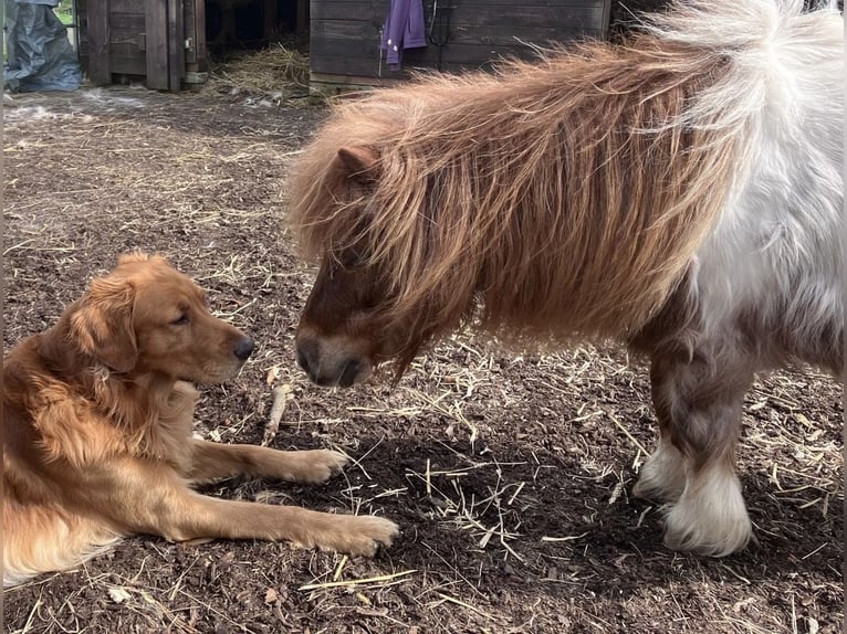 Mini poney Shetland Jument 23 Ans 85 cm Pinto in Schlichting