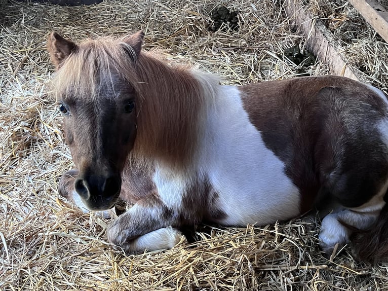 Mini poney Shetland Jument 23 Ans 85 cm Pinto in Schlichting
