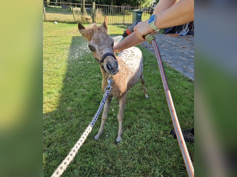 Mini poney Shetland Jument 2 Ans 77 cm Léopard in Schemmerhofen