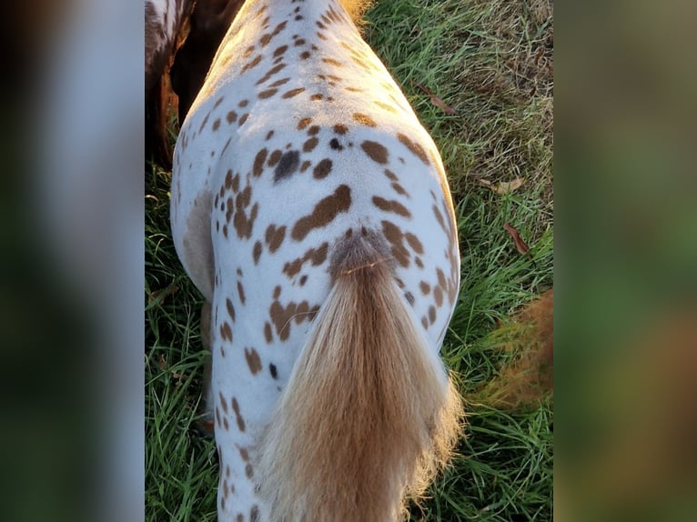 Mini poney Shetland Jument 2 Ans 77 cm Léopard in Schemmerhofen