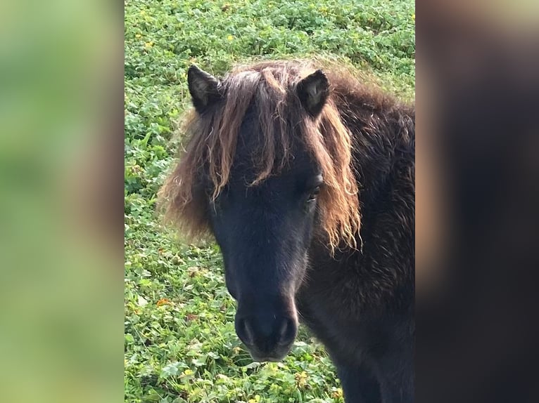 Mini poney Shetland Jument 2 Ans 82 cm Noir in Olten