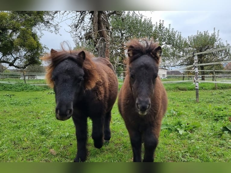 Mini poney Shetland Jument 2 Ans 82 cm Noir in Olten