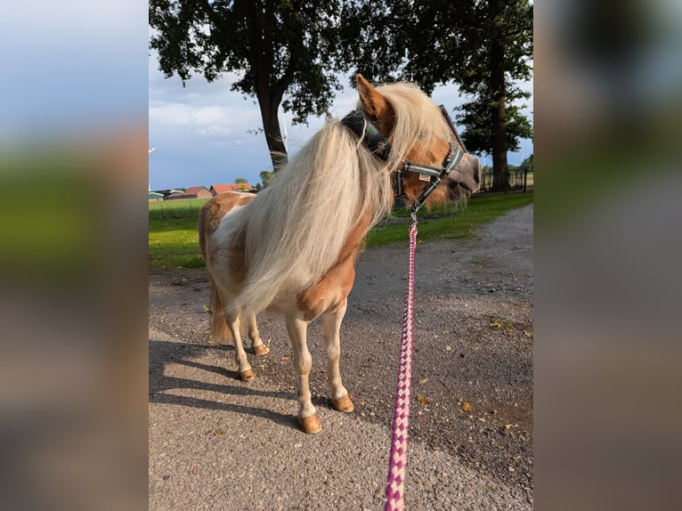 Mini poney Shetland Jument 2 Ans 82 cm Pinto in Heiden