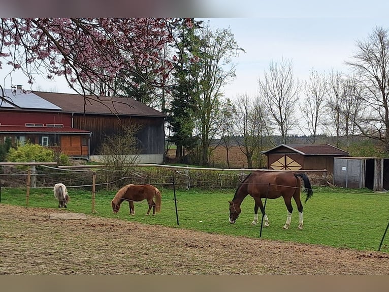 Mini poney Shetland Jument 2 Ans 87 cm Alezan in Zorneding