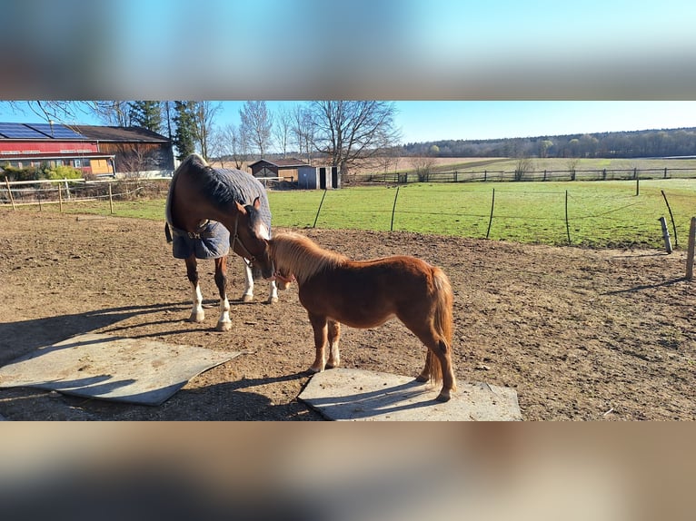 Mini poney Shetland Jument 2 Ans 87 cm Alezan in Zorneding